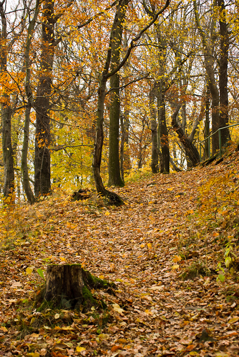 Foto: Der Wilisch im goldenen Herbst