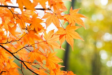 Foto: Herbstfarben