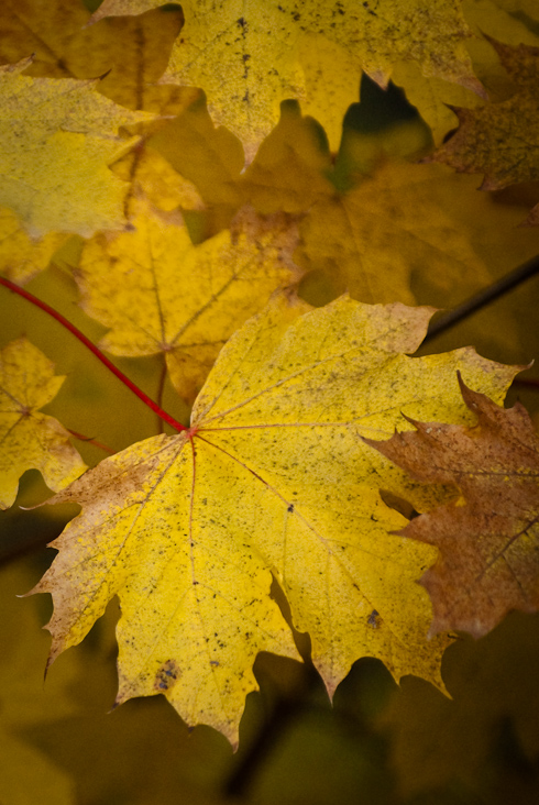 Foto: Der gelbe Herbst