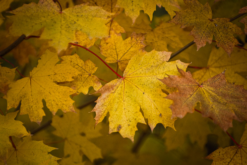 Foto: Der gelbe Herbst
