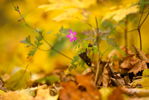 Foto: Der Wilisch im goldenen Herbst