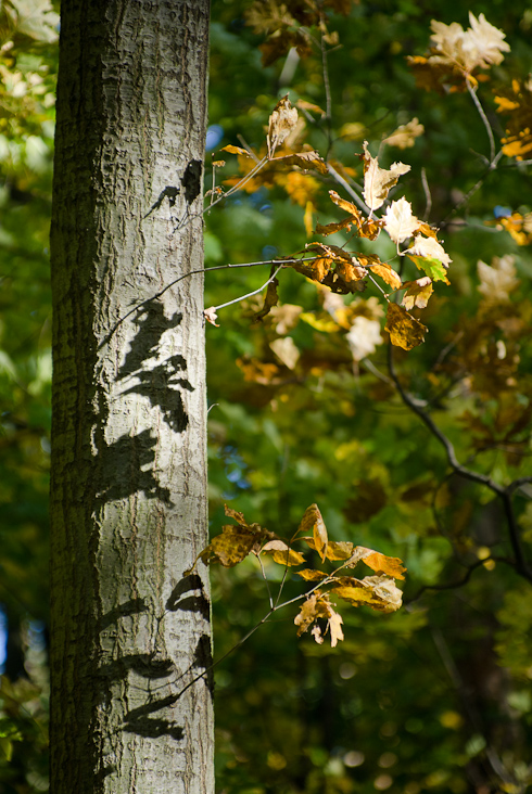 Foto: Der Windberg im goldenen Herbst