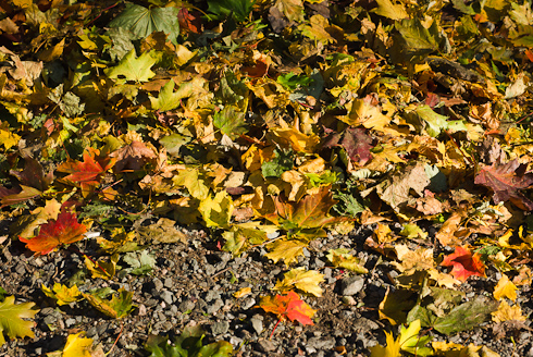 Foto: Der Windberg im goldenen Herbst