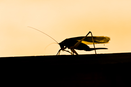 Foto: Heupferd / Grasshopper