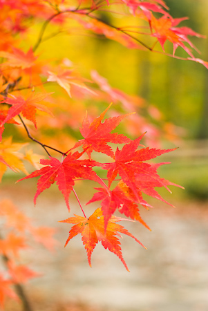 Foto: Herbstfarben
